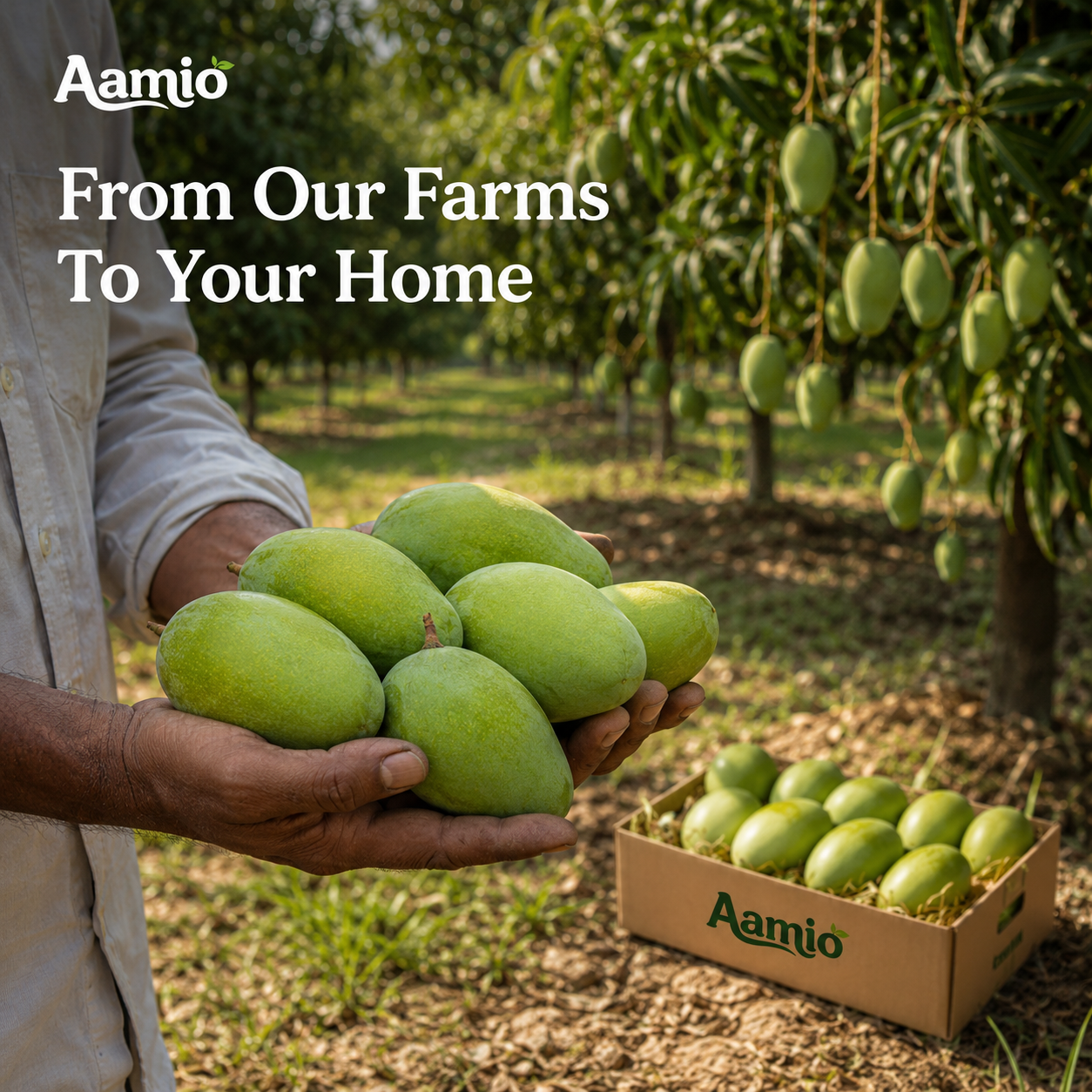 Premium Dasheri Mangoes – 5kg